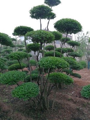 小葉女貞造型樹品種大全與種植經(jīng)營(yíng)指南
