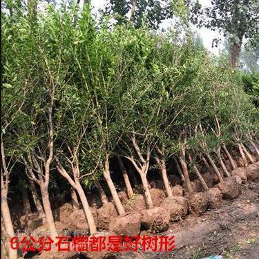 軟籽石榴苗選購(gòu)指南 值得信賴的種植經(jīng)營(yíng)渠道