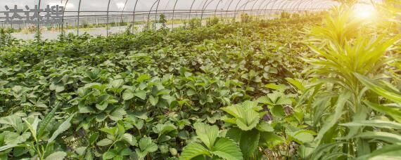 農業發展經營范圍及樹木種植注冊指南