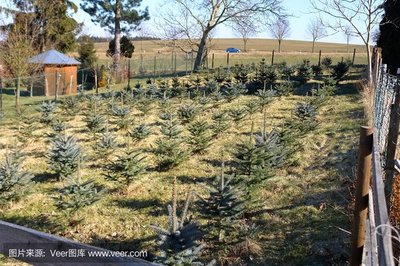 探索360智圖 低價(jià)正版高清樹木防寒與種植圖片資源