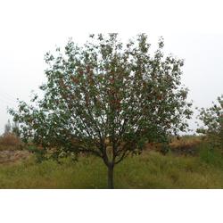 邳州市石博苗木種植專業(yè)合作社 專業(yè)樹木種植，助力生態(tài)建設(shè)與綠化發(fā)展