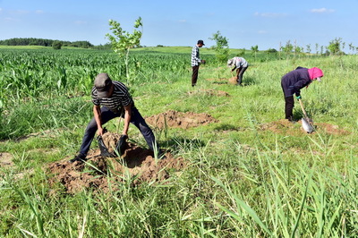 黃河流域高質量發展 中央文件聚焦生態優先，樹木種植成為關鍵一環
