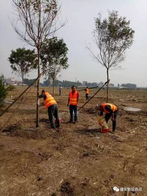 綠色雄安進行時 探訪萬畝森林公園試驗區樹木種植現場